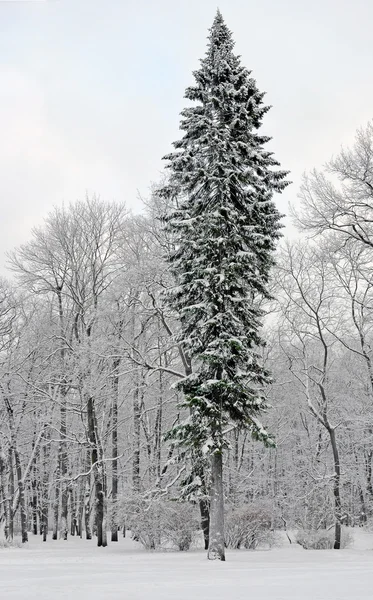 Fir-tree near deciduous trees in the winter