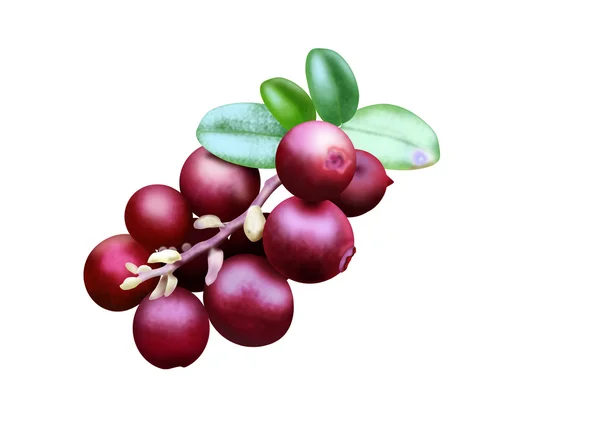 Sprig with berries lingonberry — Stock Photo, Image