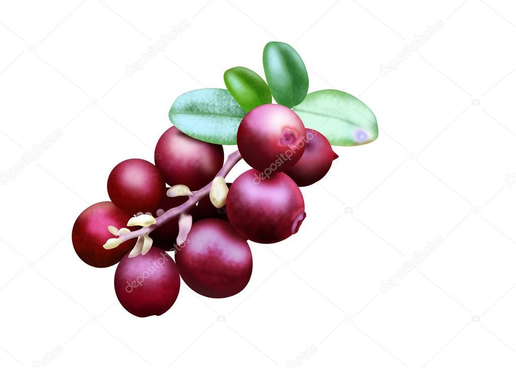 Sprig with berries lingonberry