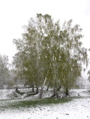Bahçesinde bahar kar düşüyor