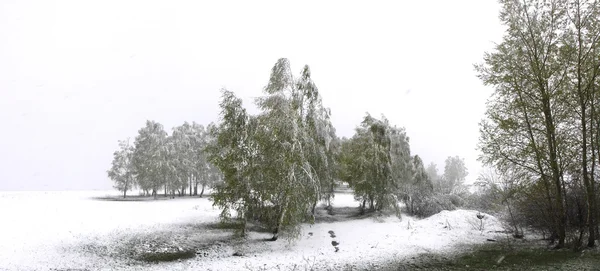 Spring snow falls in the grove — Stock Photo, Image