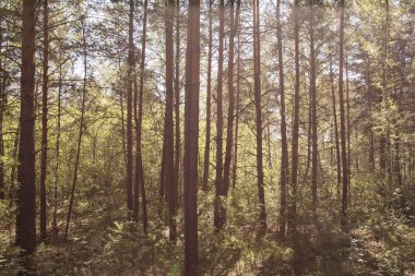 kalın güneşli orman