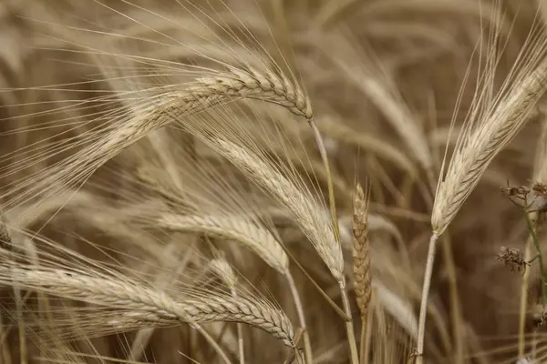 Altın olgun kulaklar