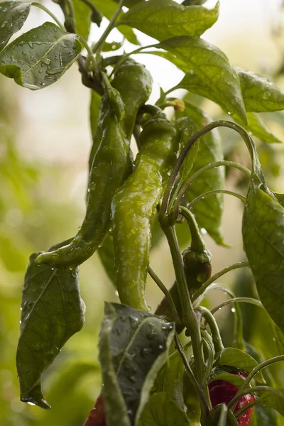 Grön paprika på bush — Stockfoto