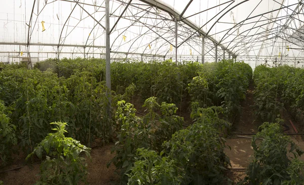 Rozsáhlé skleníkové pěstování rajčat — Stock fotografie