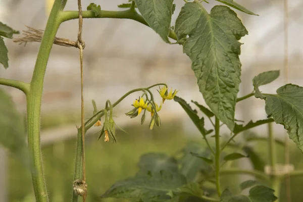 çiçekli sera domates