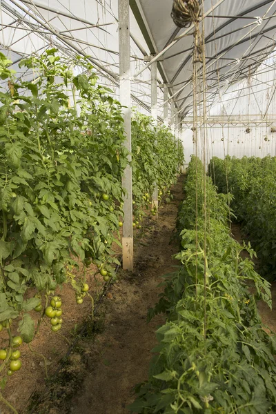 domates yetiştirmek için büyük sera