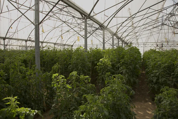 domates yetiştirmek için büyük sera