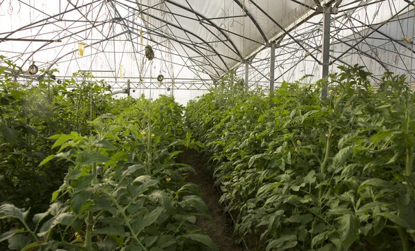 Dużych cieplarnianych do uprawy pomidorów Obrazy Stockowe bez tantiem