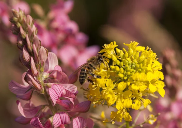 蜂の花粉を収集します。 ロイヤリティフリーのストック写真