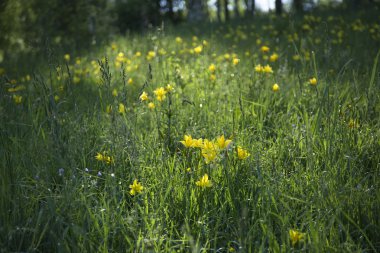 Sarı çiçekli çayır