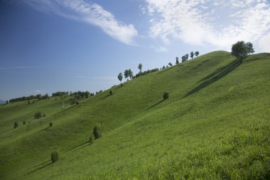 çim ve ağaçların tepeleri