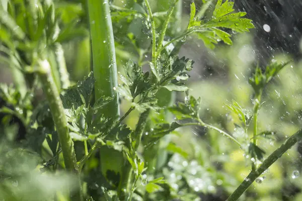 maydanoz yaprakları yağmur altında