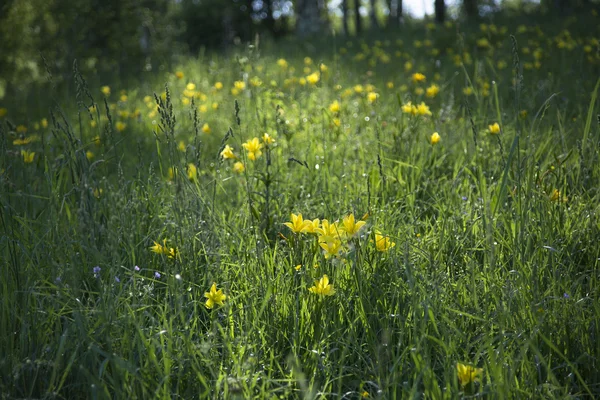 Sarı çiçekli çayır