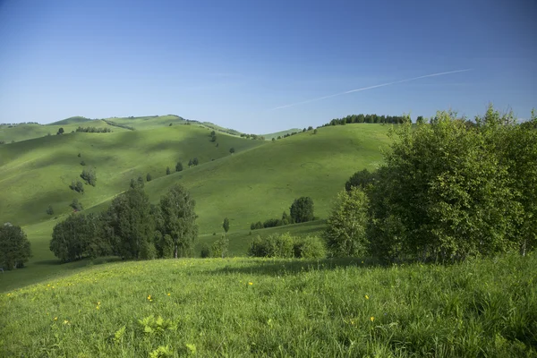 çim ve ağaçların tepeleri