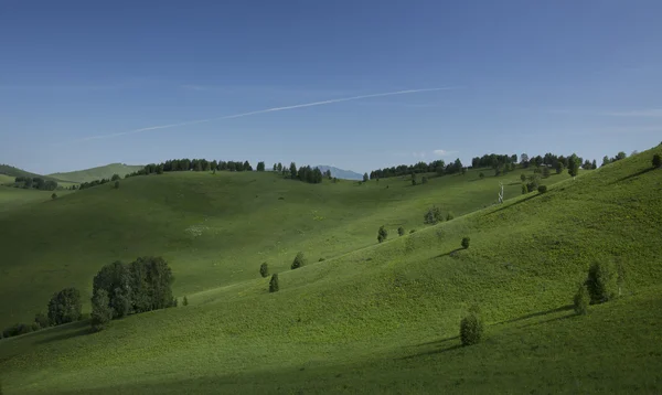 Collines avec herbe et arbres — Photo