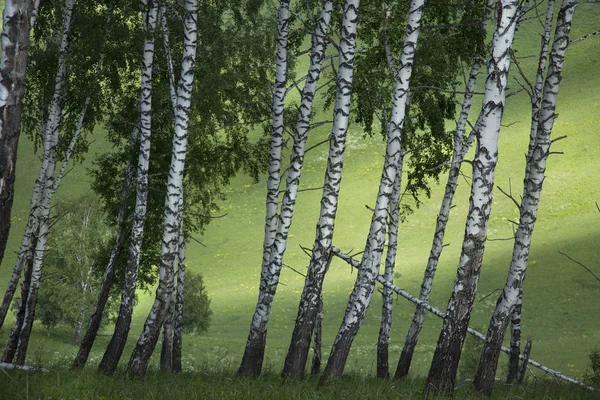 Yaz aylarında huş grove