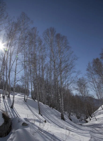 Kışın dağlarda huş ağacı