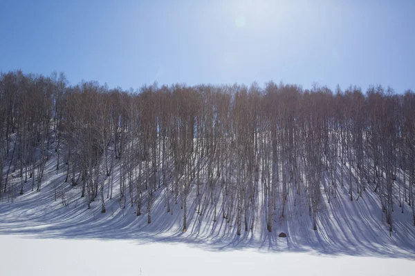 山の冬をバーチします。 — ストック写真