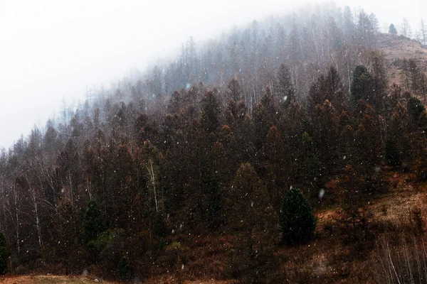 木に雪が降る — ストック写真