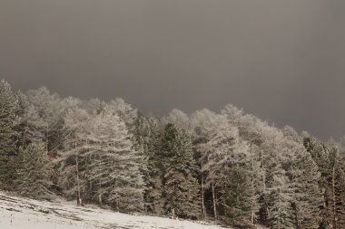 Ağaçlı kış manzarası