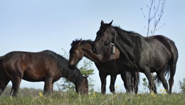 Atlar çayırda otluyor.