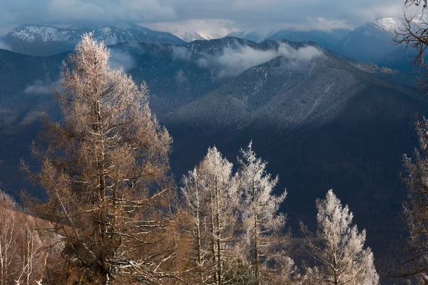 冬の山の木々は — ストック写真