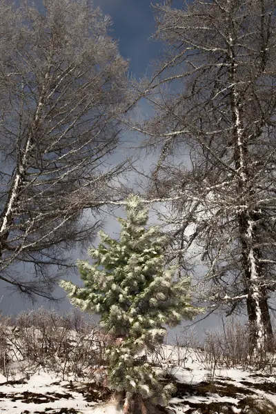 güzel sihirli Noel ağacı