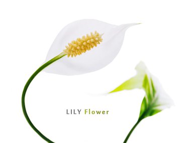 Lily beyaz çiçek