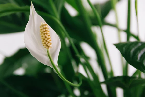 White Lily plant — Stockfoto