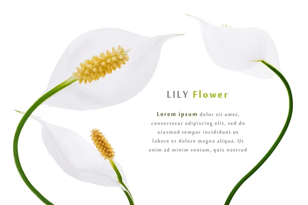 Lily white flowers — Stock Photo, Image