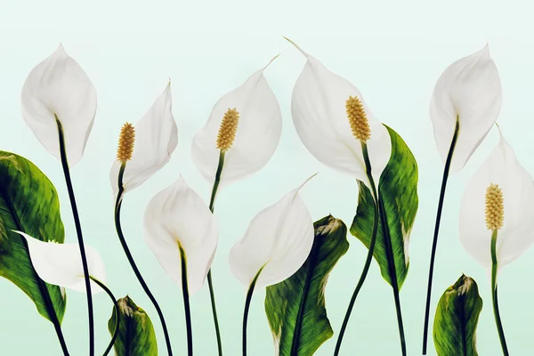 Lilies white flowers — Stock Image Lilies white flowers Stock Picture