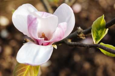 Manolya bahar çiçek