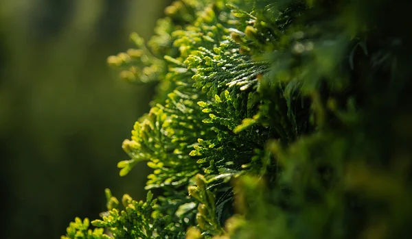 Cypress evegreen větev — Stock fotografie