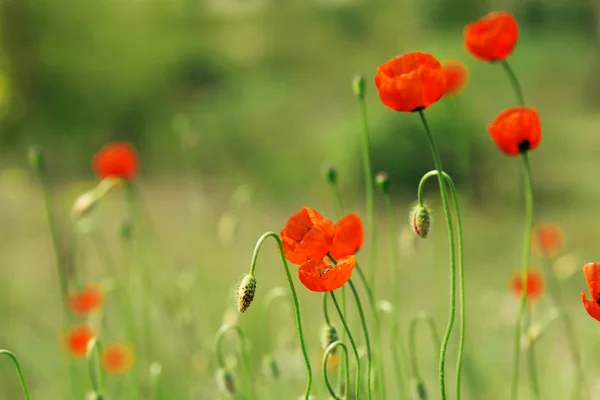 Flor de amapolas rojas — Foto de Stock