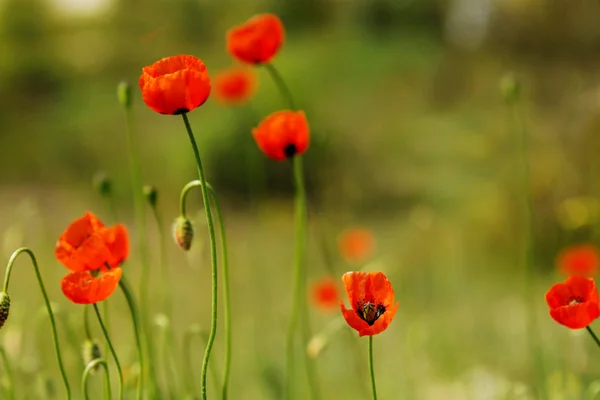 Flor de amapolas rojas — Foto de Stock