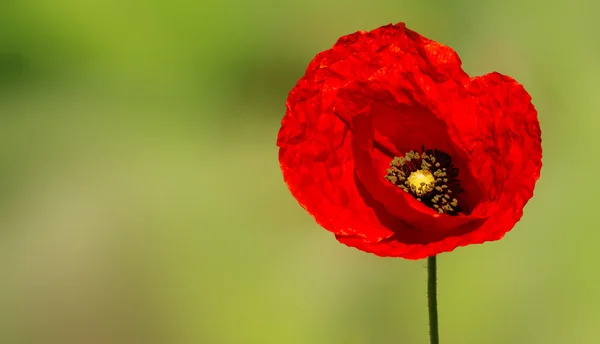 Flor roja de amapola — Foto de Stock