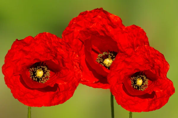 Flor roja de amapola — Foto de Stock
