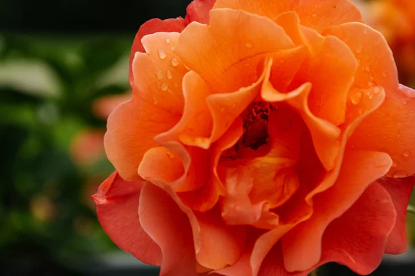 Rose fraîche orange — Photo