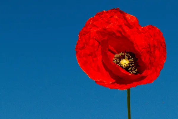 Flor roja de amapola — Foto de Stock