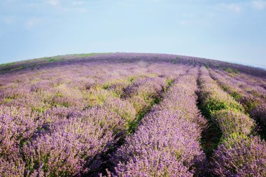 Lavanta bitki alanı