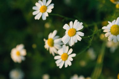 Papatya helfcare bitki