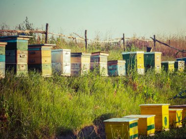 Yaz arı kovanı çiftlik