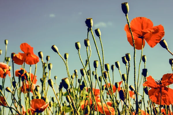 Hintergrund Mohnfeld — Stockfoto