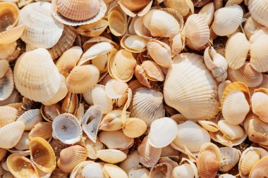 Deniz plaj arka plan