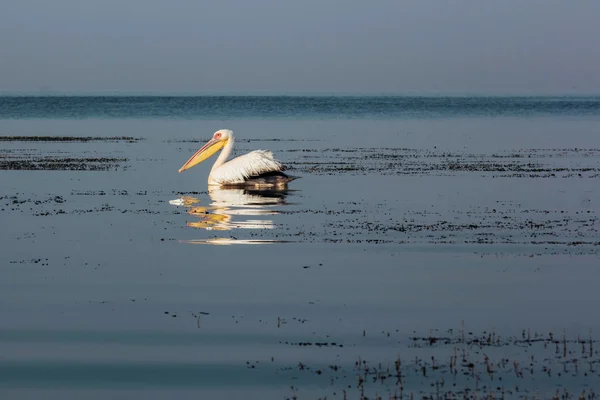 Пеликанская дикая птица — стоковое фото