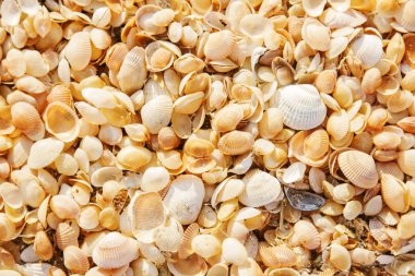 Deniz plaj arka plan