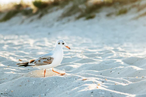 Пляжная чайка — стоковое фото