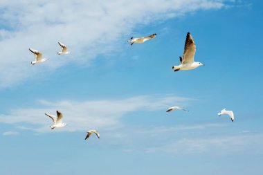 Martılar fkying grubu