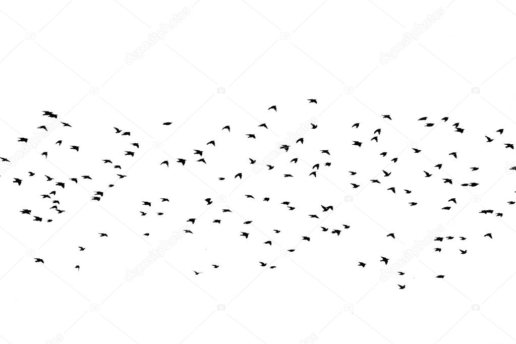 Bird silhouette swarm